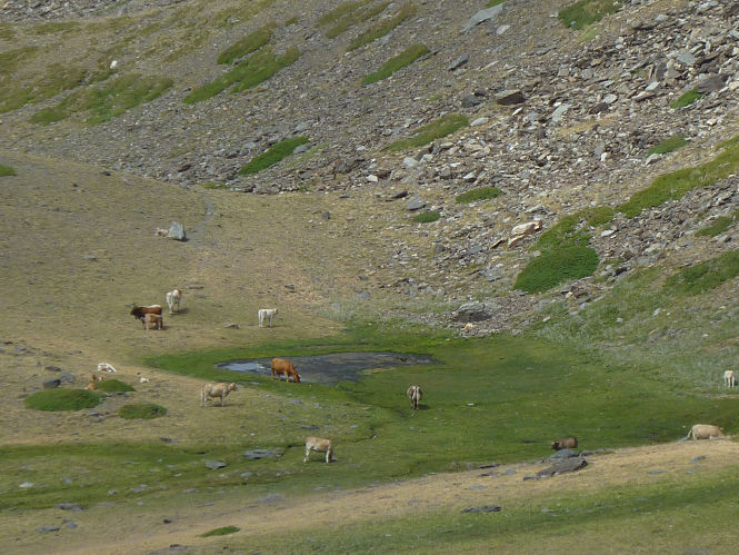 Humedal situado en el Lagunillo del Barranco de San Juan, en la provincia de Granada (UGR)
