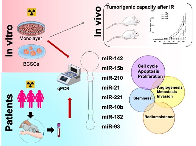 Esquema gráfico de la investigación llevada a cabo para estudiar el efecto de la RI en cáncer de mama (UGR) 