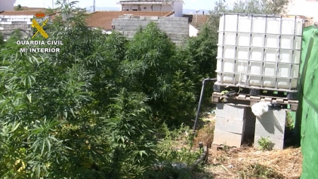 Una de las parcelas donde se ha encontrado una plantación (GUARDIA CIVIL) Una de las parcelas donde se ha encontrado una plantación (GUARDIA CIVIL)