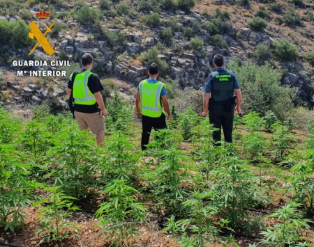 Plantación de cannabis sativa en Turón (GUARDIA CIVIL) 