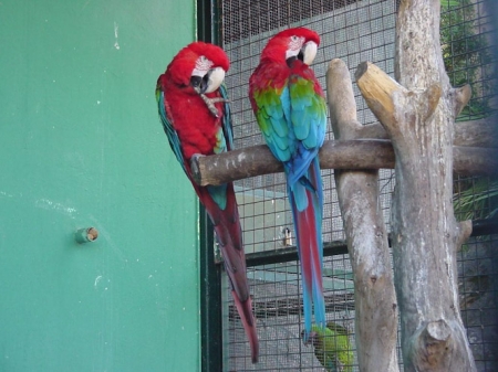 Guacamayos del Parque Ornitológico `Loro Sexi` (AYTO. ALMUÑECAR) Guacamayos del Parque Ornitológico `Loro Sexi` (AYTO. ALMUÑECAR)
