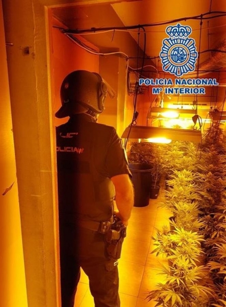 Una de las plantaciones de marihuana intervenidas en la `Operación Luz` en la zona Norte de Granada (POLICÍA NACIONAL)