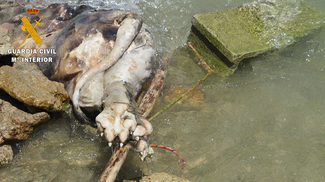 Perro atado al bloque de hormigón (GUARDIA CIVIL)
