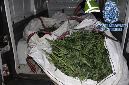 Plantas de Marihuana incautadas (POLICÍA NACIONAL) Plantas de Marihuana incautadas (POLICÍA NACIONAL)