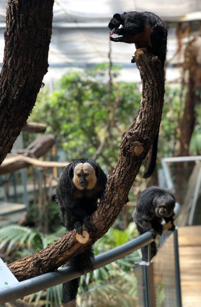 Imagen de uan Sakicara Blanca (PARQUE DE LAS CIENCIAS)