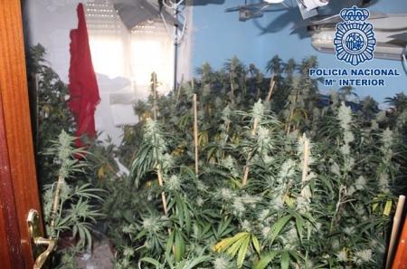 Imagen de la plantación indoor (POLICÍA NACIONAL) Imagen de la plantación indoor (POLICÍA NACIONAL)