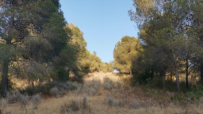 Zona de pasto de Motril (VOX)