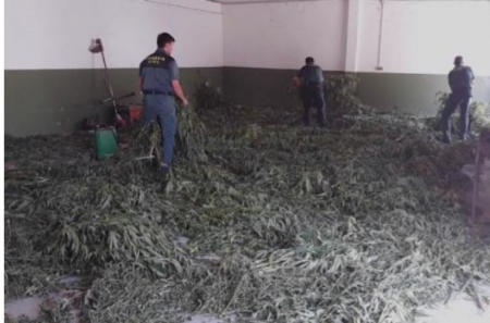 Una de las plantaciones incautadas (GUARDIA CIVIL) Una de las plantaciones incautadas (GUARDIA CIVIL)