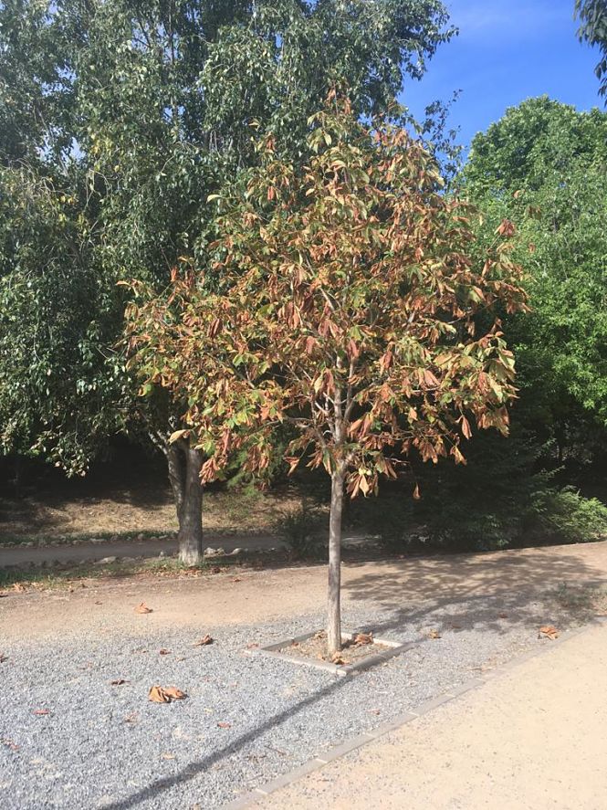 Imagen de la Fuente de la Bicha (PSOE) 