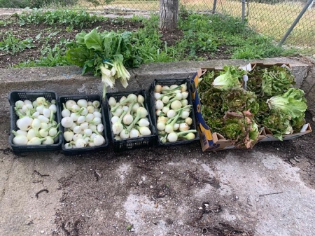 Productos agrícolas (AYTO. LA ZUBIA) Productos agrícolas (AYTO. LA ZUBIA)