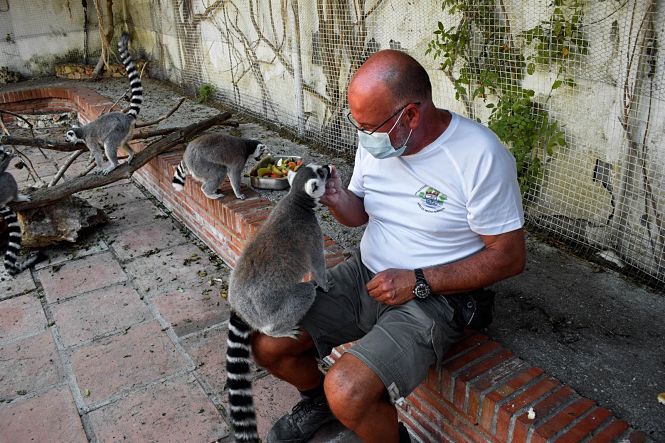 Lemures en el Parque Loro Sexi (AYUNTAMIENTO ALMUÑECAR) 
