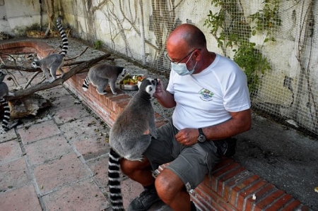 Lemures en el Parque Loro Sexi (AYUNTAMIENTO ALMUÑECAR) Lemures en el Parque Loro Sexi (AYUNTAMIENTO ALMUÑECAR)