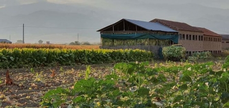 Secadero de tábaco de Cúllar Vega (AYTO. CÚLLAR VEGA)