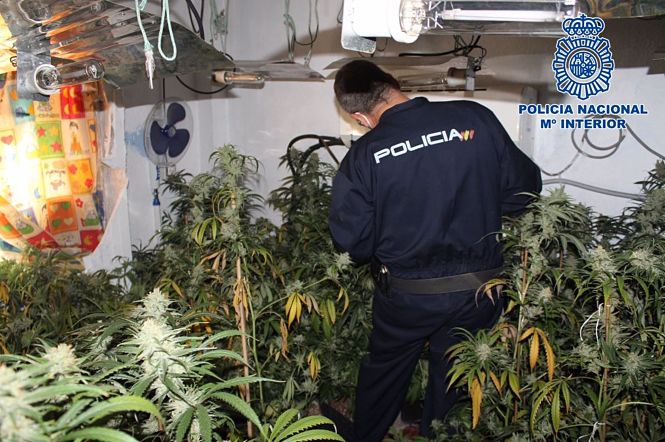 Imagen de archivo de una plantación de marihuana intervenida en una vivienda de Granada (POLICÍA NACIONAL)