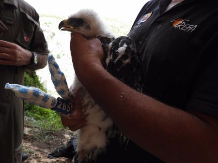 Ejemplar de águila de Bonelli (AQUILA A-LIFE)
