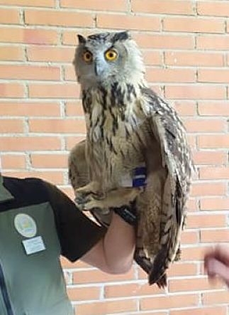 Ejemplar de Buho Real que fue rescatado (PSOE LANJARÓN) Ejemplar de Buho Real que fue rescatado (PSOE LANJARÓN)