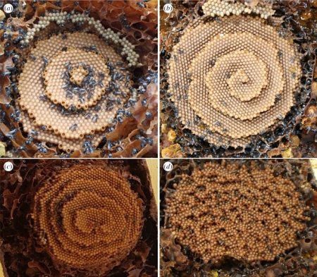 Panales de abejas Tetragonula mostrando (a) patrones diana, (b) espiral, (c) espirales dobles y (d) terrazas desordenadas (UGR)