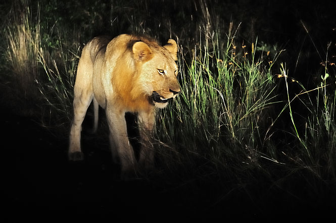 León –Pantherapardus (DAVID CARMONA)