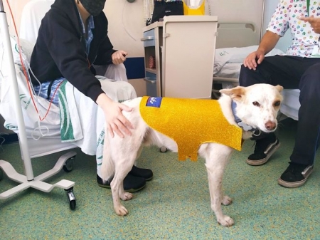 El perro Pecas, de la unidad de terapia canina integrada por perros adiestrados que realizan sesiones de rehabilitación a pacientes pediátricos oncológicos (JUNTA) 