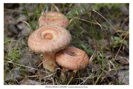 Imagen de un níscalo (JUNTA)