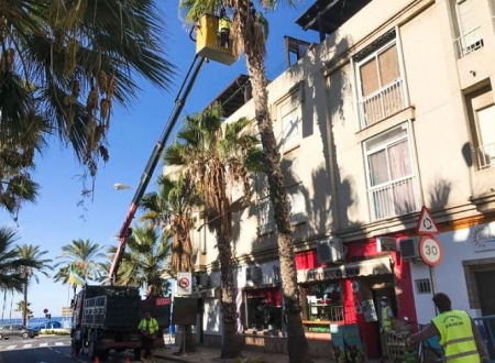 Limpieza de palmeras en La Herradura (AYTO. ALMUÑÉCAR) Limpieza de palmeras en La Herradura (AYTO. ALMUÑÉCAR)