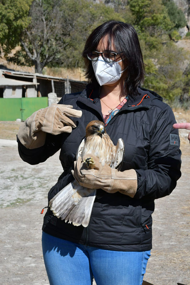 La Delegada de medio Ambiente, María José Martín con un ejemplar de Águila de La Calzada (JUNTA)