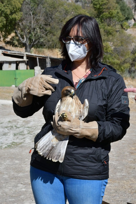 La Delegada de medio Ambiente, María José Martín con un ejemplar de Águila de La Calzada (JUNTA) La Delegada de medio Ambiente, María José Martín con un ejemplar de Águila de La Calzada (JUNTA)
