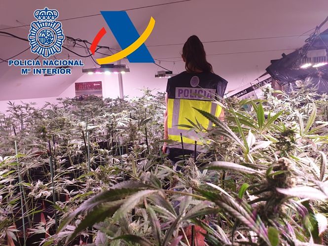 Imagen de la plantación de marihuana (POLICIA NACIONAL)