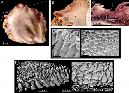 Microestructura vesicular de las grifeas (UGR)