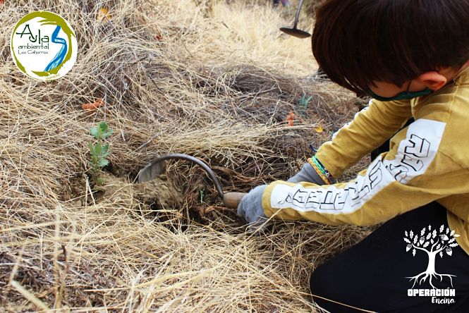 Un escolar en el momento de la plantación (AYTO. MONACHIL)