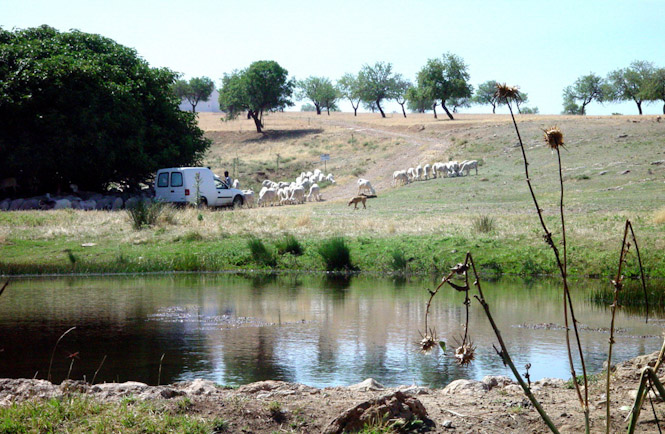 Manantial de San Torcuato