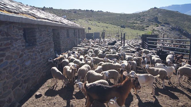 Explotación ganadera de Güejar SIerra (AYTO. GÜEJAR SIERRA)