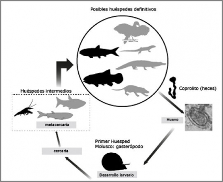 Esquema del posible ciclo de vida del trematodo encontrado en Las Hoyas (UGR)