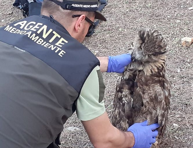 Un agente medioambienta con un ave rapaz (JUNTA)