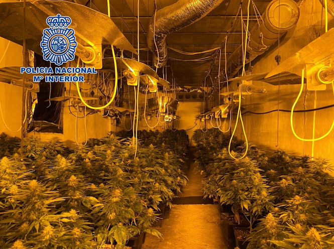 Imagen de la plantación de Marihuana (POLICÍA NACIONAL DE GRANADA) 