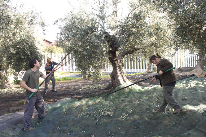 Recogida de aceituna (PARQUE DE LAS CIENCIAS)