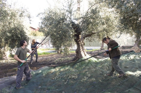 Recogida de aceituna (PARQUE DE LAS CIENCIAS)