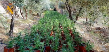 Plantación de Marihuana en Órgiva (GUARDIA CIVIL) Plantación de Marihuana en Órgiva (GUARDIA CIVIL)