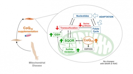 La ecuación propuesta por los investigadores predice que los organismos pequeños tienen una gran tolerancia a incrementos rápidos de calor (UGR)