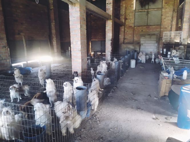 Criadero ilegal de Vegas del Genil (AYTO. VEGAS DEL GENIL) 