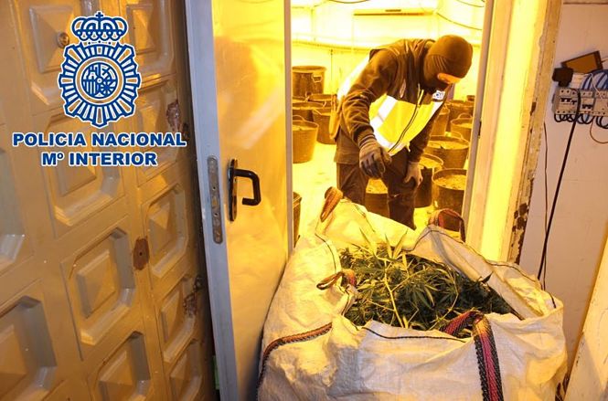 Plantas de marihuana intervenidas en la operación `Torre` en Granada (POLICÍA NACIONAL) 