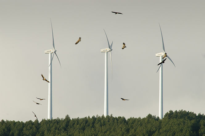 Buitres leonados volando en un parque eólico (©IOSU ANTÓN)