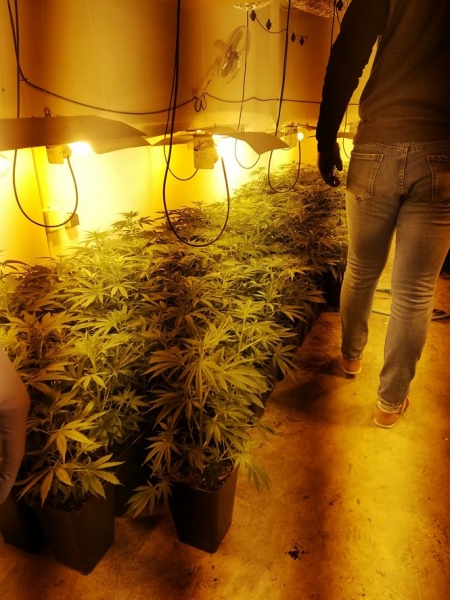 Plantación de marihuana en Huétor Vega (AYTO. HUÉTOR VEGA)