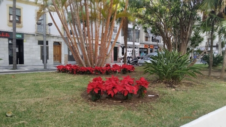 Pascueros en un jardin de Almuñécar (AYTO. ALMUÑECAR) 