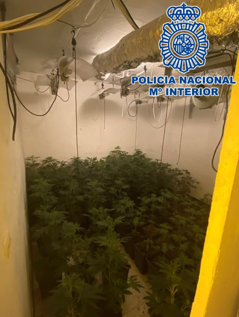 Imagen de la plantación de marihuana (POLICÍA NACIONAL)