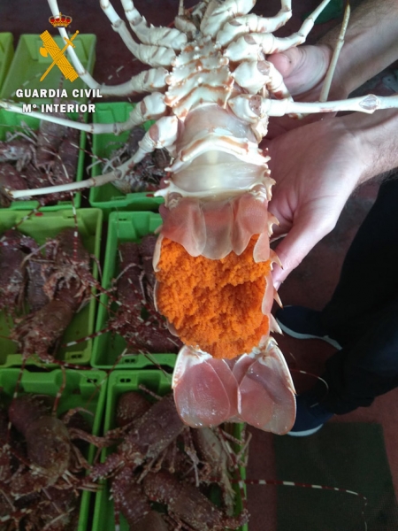 Imagen de una langosta con huevas (GUARDIA CIVIL) 