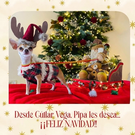 Imagen de la perrita ganadora (AYTO. CÚLLAR VEGA)