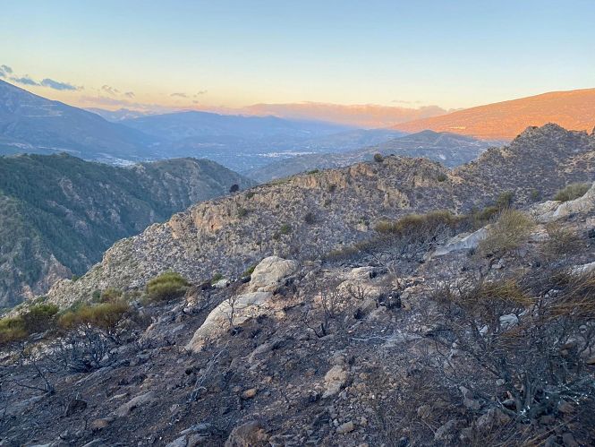 Zona calcinada por el incendio forestal de Almegíjar (INFOCA)