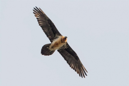 Quebrantahuesos Vera (JUNTA) 