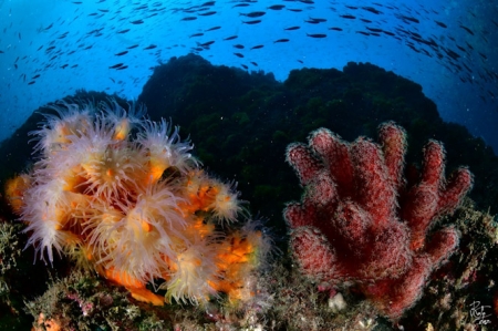 Foto submarina tomada en La Herradura (RAFAEL FERNÁNDEZ CABALLERO) Foto submarina tomada en La Herradura (RAFAEL FERNÁNDEZ CABALLERO)